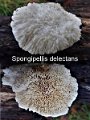 Sarcodontia delectans-amf2155